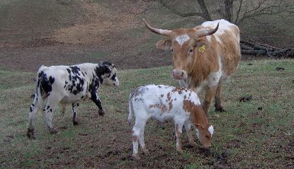 Double ~C~ Cattle
