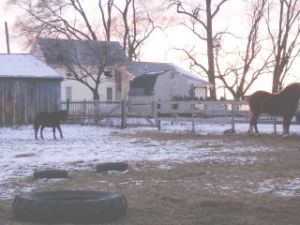 homestead