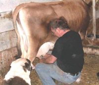 Milking April 2004