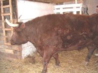 Able April 2004