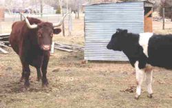 Able & Bynx March 2004