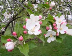 Apple Blossoms