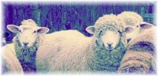 Spring Beauty Farm