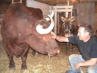 Bovine April 2004