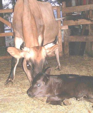 Calf 09-10-04