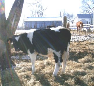 Bynx December 2003