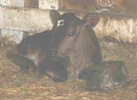 Angus cross