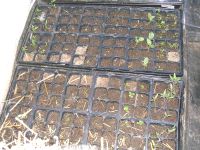 Cold Frame