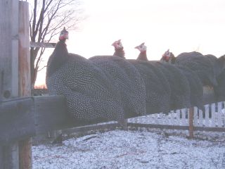 Guinea Fowl