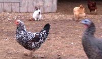 Fowl
