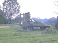 haying